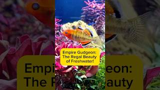 Empire Gudgeon: The Regal Beauty of Freshwater! AquaVerse #empiregudgeon #aquascape #shorts