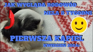 NELA CZ.3  PIERWSZA KĄPIEL JAK WYGLĄDA RODOWÓD