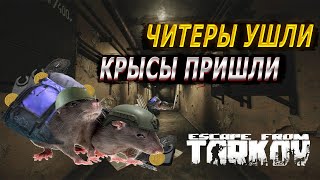 ЧИТЕРЫ УШЛИ КРЫСЫ ПРИШЛИ в Escape from Tarkov