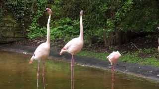 Flamingos im Volkspark Mainz