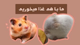 همستر گرسنه و با مزه🤣بهش میگه برو اونور زیرتم هست😇#همستر #همستر در حال غذا خوردن