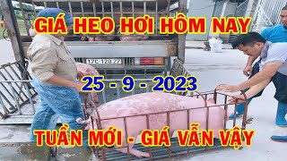 Giá Heo Hơi Hôm Nay 25-9-2023: Thị Trường Đi Ngang Ngày Đầu Tuần | #NóngPlus