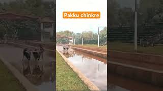 Kudhi  #kambala | team beluvai