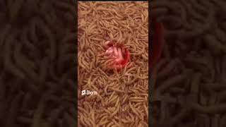 Mealworms VS Chopped meat | Time lapse | Super Worms eating Chopmeat