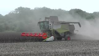 Harvest 2024 - Cutting Winter Beans with a Claas 630 Lexion Combine