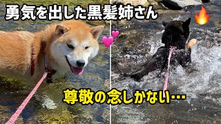 小粒黒柴と柴犬末っ子太郎の勇気ある行動は尊敬しかない笑