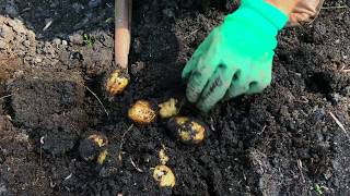 Sådan redder du kartofler fra kartoffelskimmel