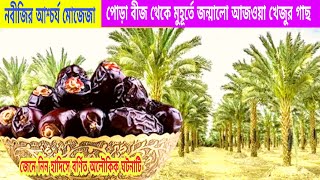 রাসুল (সাঃ) পোড়া খেজুর বীজ নিজ হাতে রোপণ করেছিলেন, তা থেকে সৃষ্টি হয়েছিলো আজওয়া খেজুর| মোজেজা পর্ব-২