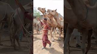 Three camels and camel owners #ytshorts #camel #shorts#camelinthedesert #drinkingwater #camellove