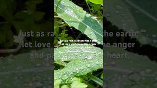 Rain drops.               #rain #love #photography #heart #nature #beauty #videography