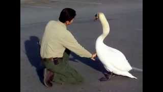 Jerry and the Swan of Silicon Valley