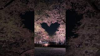 青森県 弘前公園ハートの桜 / Hirosaki Heart shaped Sakura in Aomori #japan