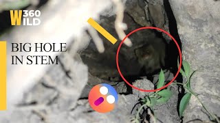 Must See 😱 In the Deep Hole I found a Mangoos