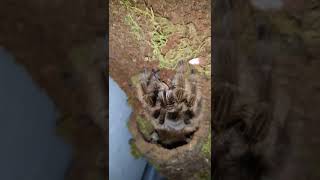 Brachypelma albopilosum feeding