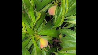 Growing the mini peach Bonanza in garden in the U.K. year 3 - early summer