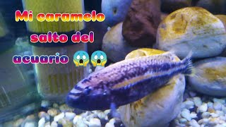 Mi pez (caramelo) salto del acuario 😱