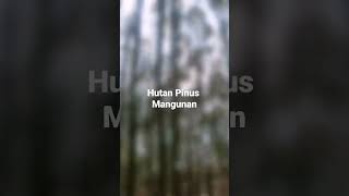 Hutan Pinus Mangunan