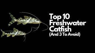 Top 10 Freshwater Catfish🐈  (And 3 To Avoid)