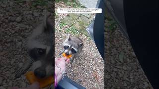 This raccoon came to a family house asking for help, and then this happened #animalshorts