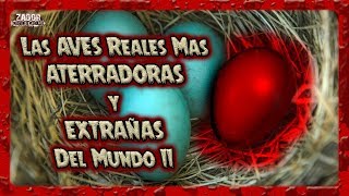 Las AVES Reales Mas ATERRADORAS y EXTRAÑAS Del Mundo (Parte 2)