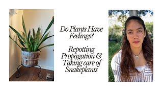 Repotting Snakeplants