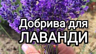 Підживлення лаванди для насиченого, пишного цвітіння. Чим та коли удобрювати лаванду #лаванда