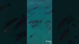 Fish 🎏 #short #shortbeta #shorts #shortvideo