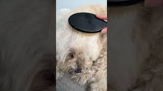 The only hairbrush my dog will let me use on her (linked in Amazon/LTK)