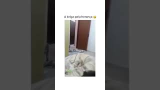 BRIGA PELA A HERANÇA 🤣🤣