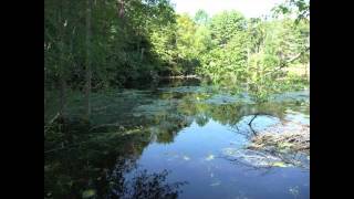 Ipswich River Wildlife Sanctuary II/Lully's "Armide," Mark Howard, photographer and pianist