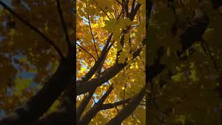 #shorts_video #shorts #ukraine #shorts_video #nature #autum #осень