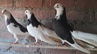 Iranian Highflying Tumbler India main inhe nisawry khete hai #iranian_highflyer_pigeon