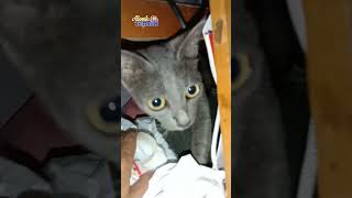 Bersembunyi di Sarang Semut Hitam #shots #cat #kucing #catlover #catmeow #kucingmeong #catvideos