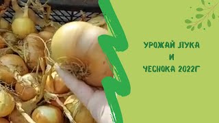 Урожай лука и чеснока  2022г.