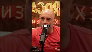 Joe Rogan Explains How Coyotes Procreate