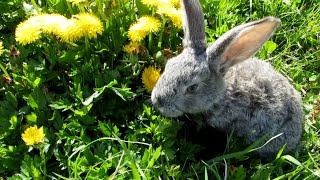 Bunny in dandelions.  Зайка в одуванчиках