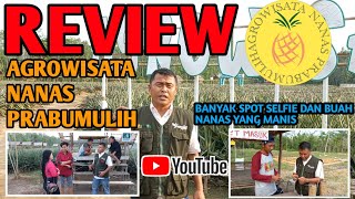 REVIEW AGROWISATA NANAS PRABUMULIH SPOT SELFIE YANG BAGUS DAN BUAH NANAS YANG MANIS