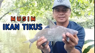 MUSIM IKAN TIKUSAN. Never Stop Fishing. DR-012