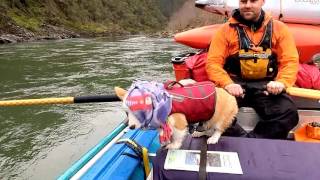 Corgi Rafting the Rogue River