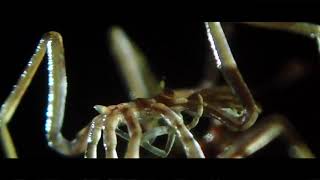 Gangly Lancer / Sea Spider (Nymphon gracile) / Mount Bay / Isle of Wight