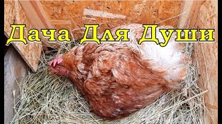 Курица высиживает ЯЙЦА...как убрать инстинкт наседки🐔🐔🐔?