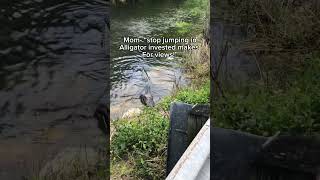 Jumping in alligator invested water for views! #shorts #alligators #views #viral #everglades #swamp