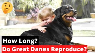 How Long Do Great Danes Reproduce?