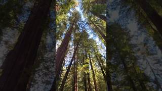 Being in the #redwoodforest amongst the #redgiants makes one feel insignificant. #california