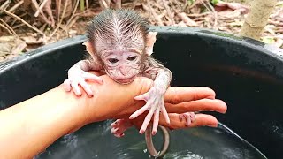 baby monkey  annie first bath..