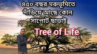 Tree of Life ৪৫০ বছর দাঁড়িয়ে আছে এক আশ্চর্যজনক গাছ মরুভূমির মাঝখানে / 450 years old Tree tells .....