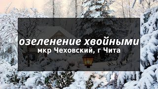 Озелененение Ель EXTRA мкр Чеховский, г Чита, Забайкальский край от питомника растений Велес