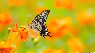 Beauty of Nature | Flowers at Home