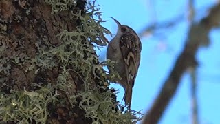 Eurasian treecreeper