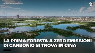 La prima foresta a zero emissioni di carbonio si trova in Cina